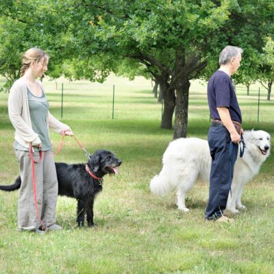 Lernpfote e. V. Seite Preise Hundetraining individuell und alltagstauchlich