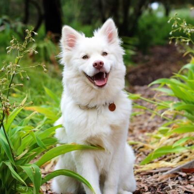 Lernpfote e.V. Seite Preise Hundetraining spezielle Trainingsangebote