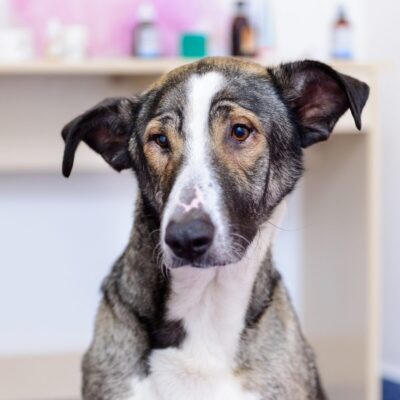 Lernpfote e. V. Seite Tierheilpraxis Anamnese beim Hund