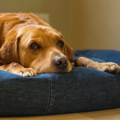 Lernpfote e. V. Seite Tierheilpraxis Darmgesundheit beim Hund mehr Lebensqualität