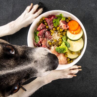 Lernpfote e. V. Seite Tierheilpraxis Darmgesundheit unterstützen