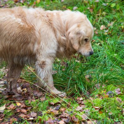 Lernpfote e. V. Seite Tierheilpraxis Darmprobleme Betty