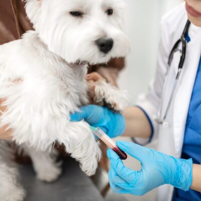 Lernpfote e. V. Seite Tierheilpraxis Diagnostik und Blutbilder beim Hund