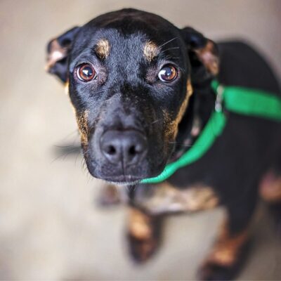 Lernpfote e. V. Seite Tierheilpraxis Epigenetik Einflussfaktoren Stress