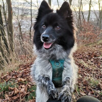 Lernpfote e. V. Seite Tierheilpraxis Epigenetik in der Tierheilpraxis Fallbeispiel Hund Tom