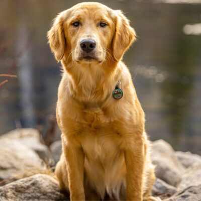 Lernpfote e. V. Seite Tierheilpraxis Epigenetik in der Tierheilpraxis Potenzial der Epigenetik