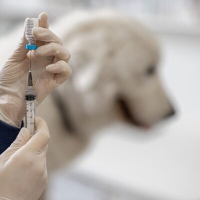 Lernpfote e. V. Seite Tierheilpraxis Impftiterbestimmung beim Hund statt impfen