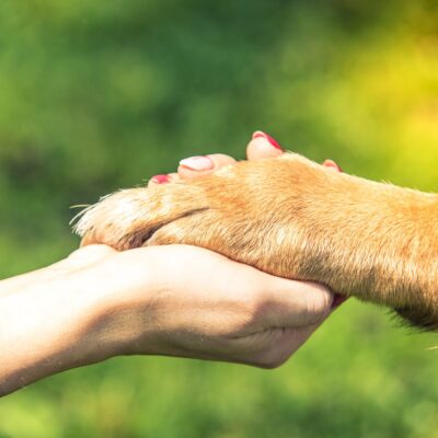 Lernpfote e. V. Seite Tierheilpraxis Kooperationspartner