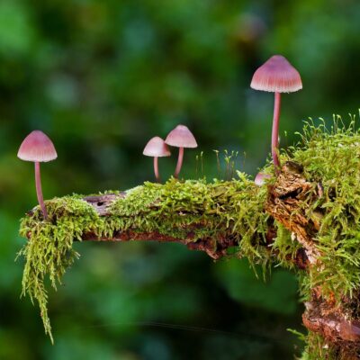 Lernpfote e. V. Seite Tierheilpraxis Mykotherapie