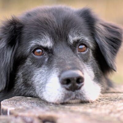 Lernpfote e. V. Seite Tierheilpraxis Orthomolekular Medizin Fallbeispiel Max Arthrose