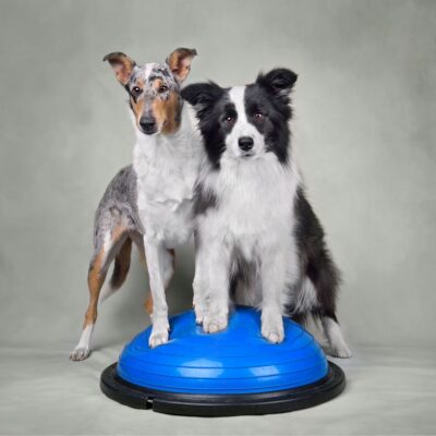 Lernpfote e. V. Seite Tierheilpraxis PhysioDog