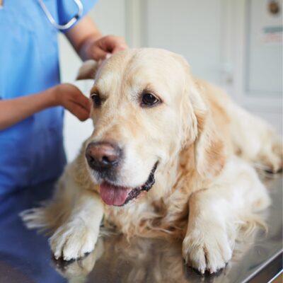 Lernpfote e. V. Seite Tierheilpraxis Ursachen Darmerkrankung