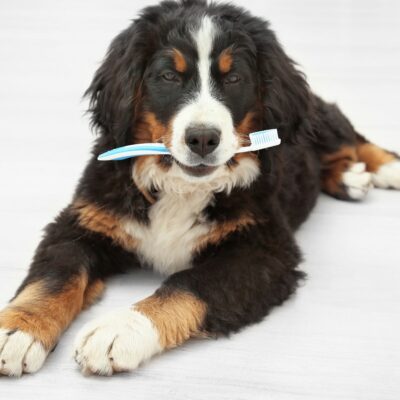 Lernpfote e. V. Seite Tierheilpraxis Zahngesundheit