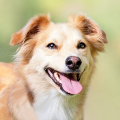 Lernpfote e. V. Seite Tierheilpraxis gesunder Darm beim Hund