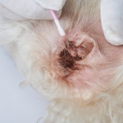 Lernpfote e. V. Seite Tierheilpraxis Symptome