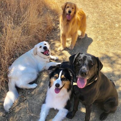 Lernpfote e. V. Seite Über mich Hunde verstehen