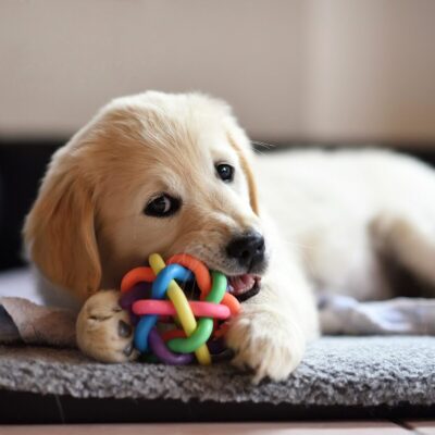 Lernpfote e. V. Seite Welpentraining als Basis fürs Leben