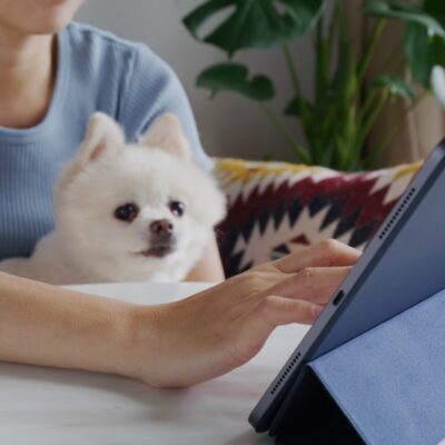 Lernpfote e. V. Seite Welpentraining online Training