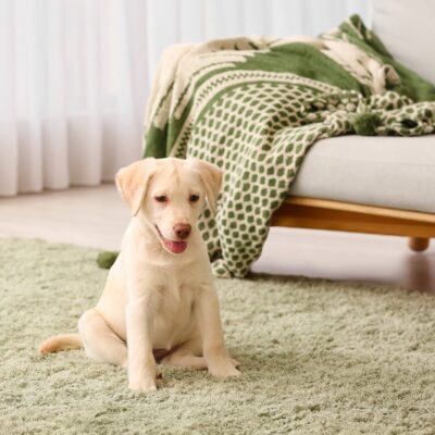 Lernpfote e. V. Seite Welpentraining zu Hause