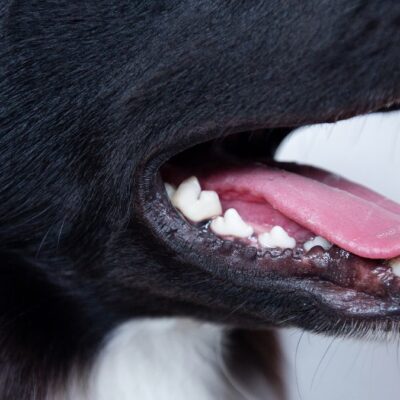 Lernpfote e. V. Tierheilpraxis Zahngesundheit beim Hund