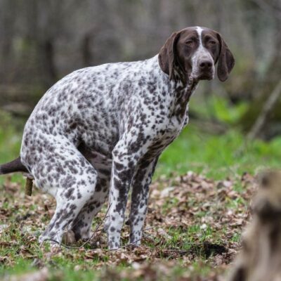 Lernpfote e. V. Tierheilpraxis häufige Beschwerden Leaky Gut und IBD beim Hund