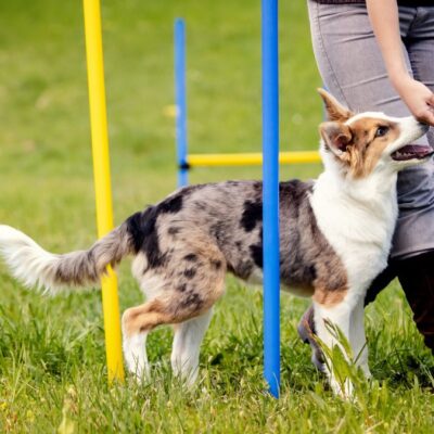 Lernpfote e. V. WebSeite Tierheilpraxis PhysioDog Bewegungstraining