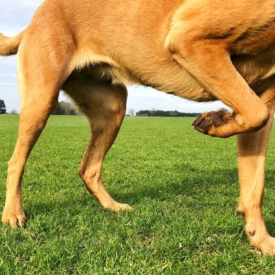 Lernpfote e. V. WebSeite Tierheilpraxis PhysioDog Hund humpelt