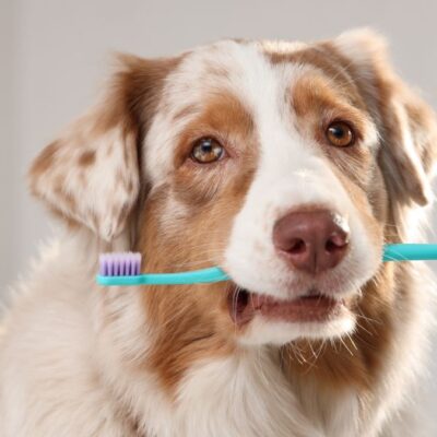 Lernpfote e. V. WebSeite Tierheilpraxis Zahngesundheit