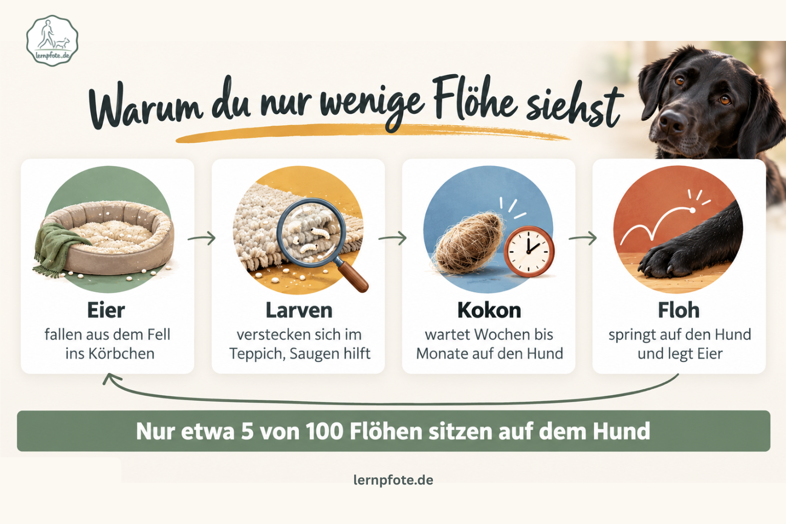 Infografik mit vier Karten im Kreislauf: Eier fallen aus dem Fell ins Körbchen, Larven verstecken sich im Teppich, der Kokon wartet Wochen bis Monate auf den Hund, der Floh springt auf den Hund und legt Eier; darunter der Satz, dass nur etwa 5 von 100 Flöhen auf dem Hund sitzen