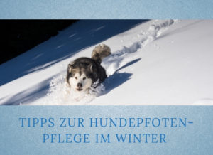 Lernpfote-Podcast Themen rund um den Hund Folge 006:Tipps zur Hundepfoten-Pflege im Winter