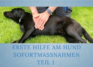 Lernpfote-Podcast Themen rund um den Hund Folge 017: Erste Hilfe am Hund - Sofortmaßnahmen Teil 1