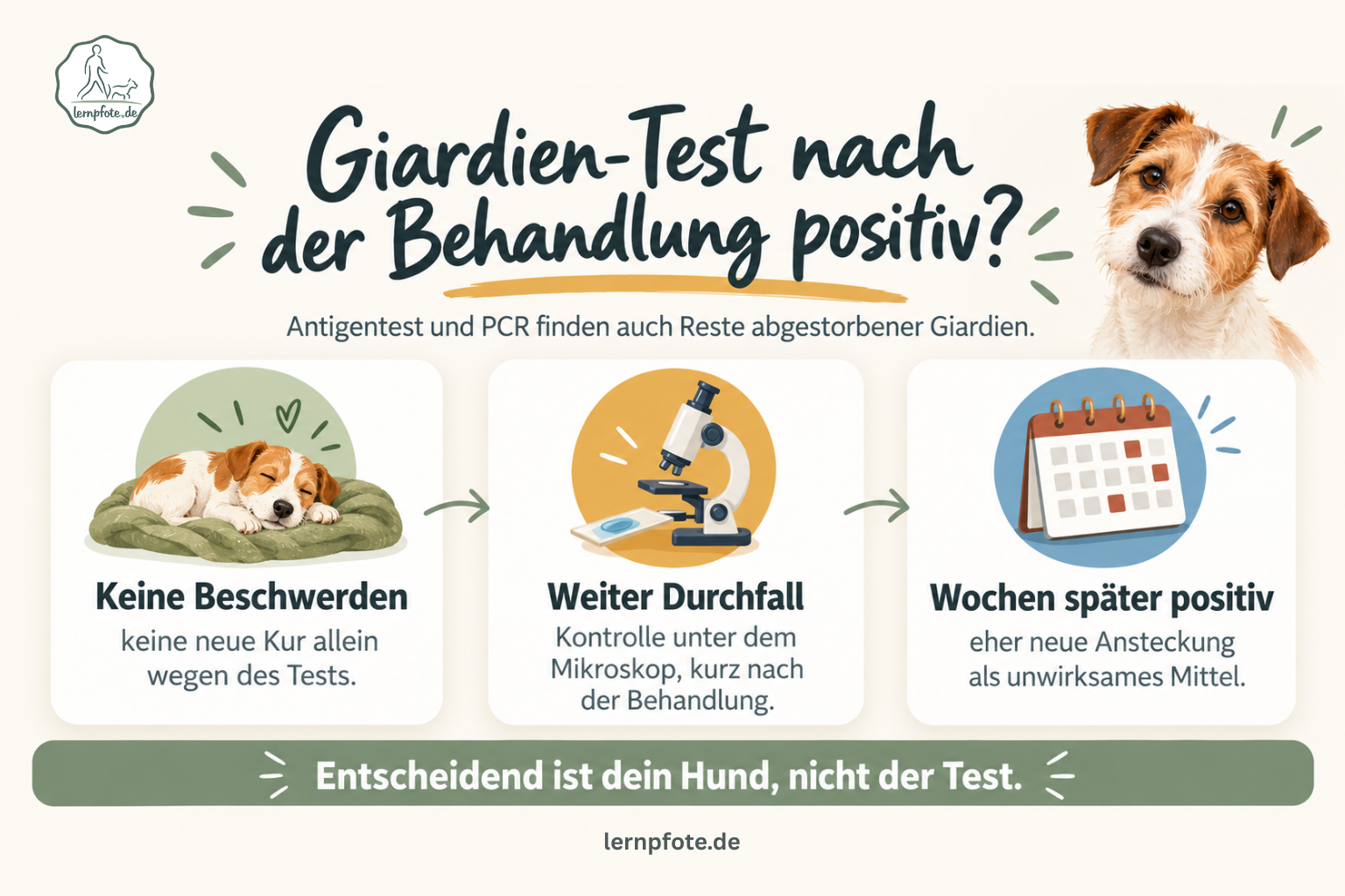Infografik mit drei Karten: Giardien-Test nach der Behandlung positiv? Keine Beschwerden, weiter Durchfall, Wochen später positiv, und was jeweils als Nächstes sinnvoll ist