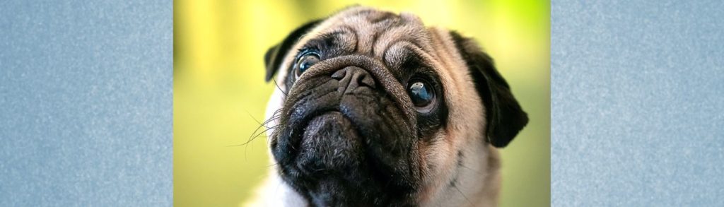 Blogbeitrag: Kurzschnäuzige Rassen und die Herausforderung im Sommer Lernpfote e. V.