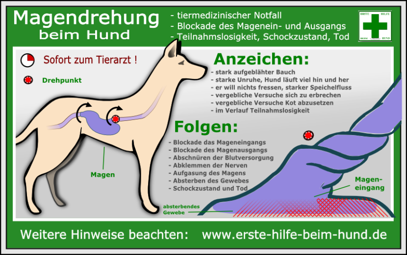 Erste Hilfe am Hund Sofortmaßnahmen Lernpfote
