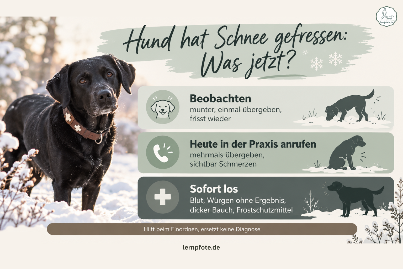Infografik mit schwarzem Labrador im Schnee und drei Stufen: beobachten, wenn der Hund munter ist und wieder frisst; heute in der Praxis anrufen bei mehrmaligem Übergeben oder Schmerzen; sofort los bei Blut, Würgen ohne Ergebnis, dickem Bauch oder Frostschutzmittel